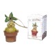 Nemesis Now Harry Potter Mandrake Hanging 9.5cm