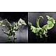 Hasbro Dungeons Dragons Collectible Green Dragon (F6754)