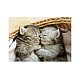 Educa Educa 500 Pcs Sweet Cats Puzzle (80-19004)